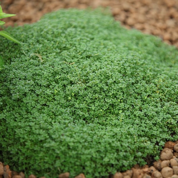 Thymus serpyllum Minor