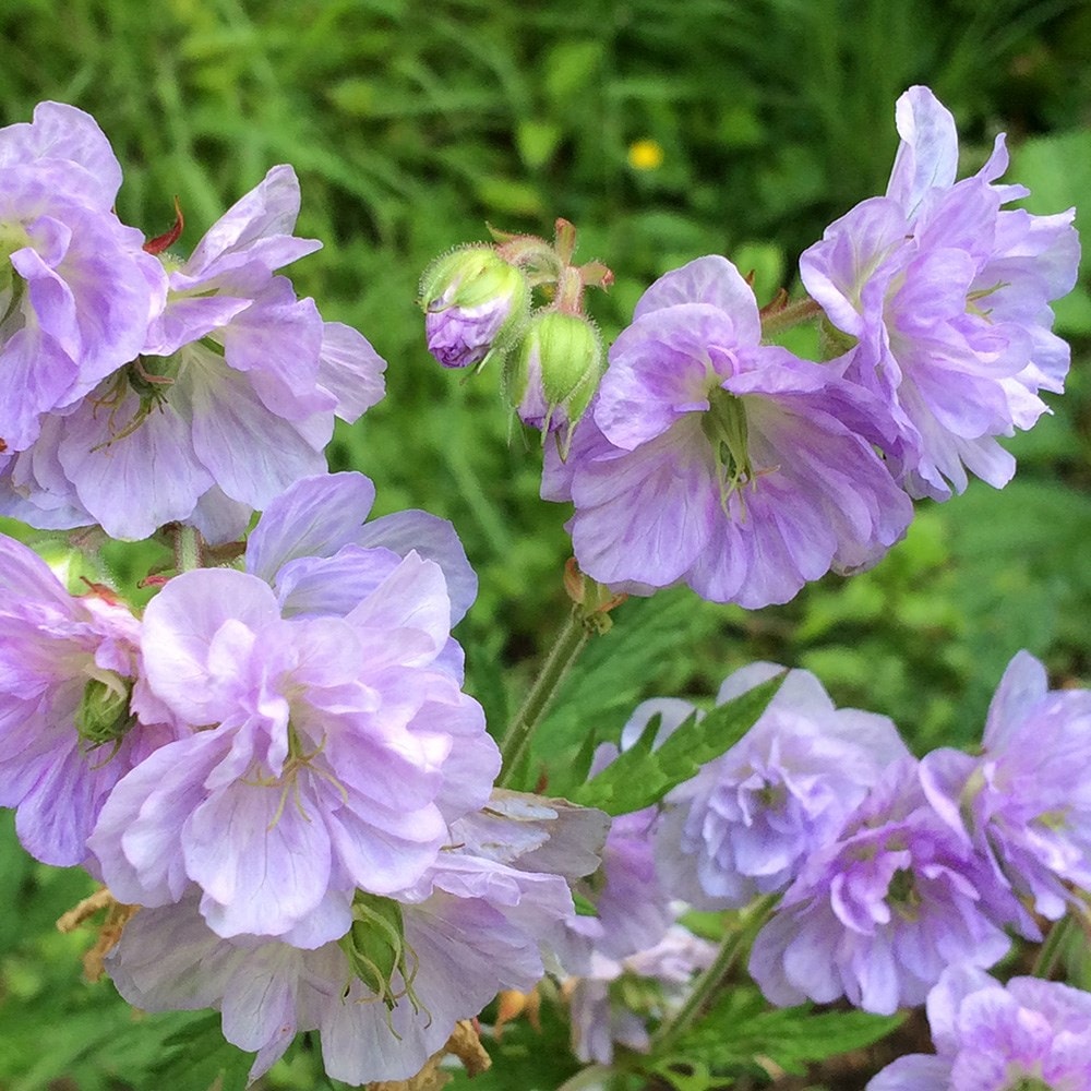 meadow cranesbill