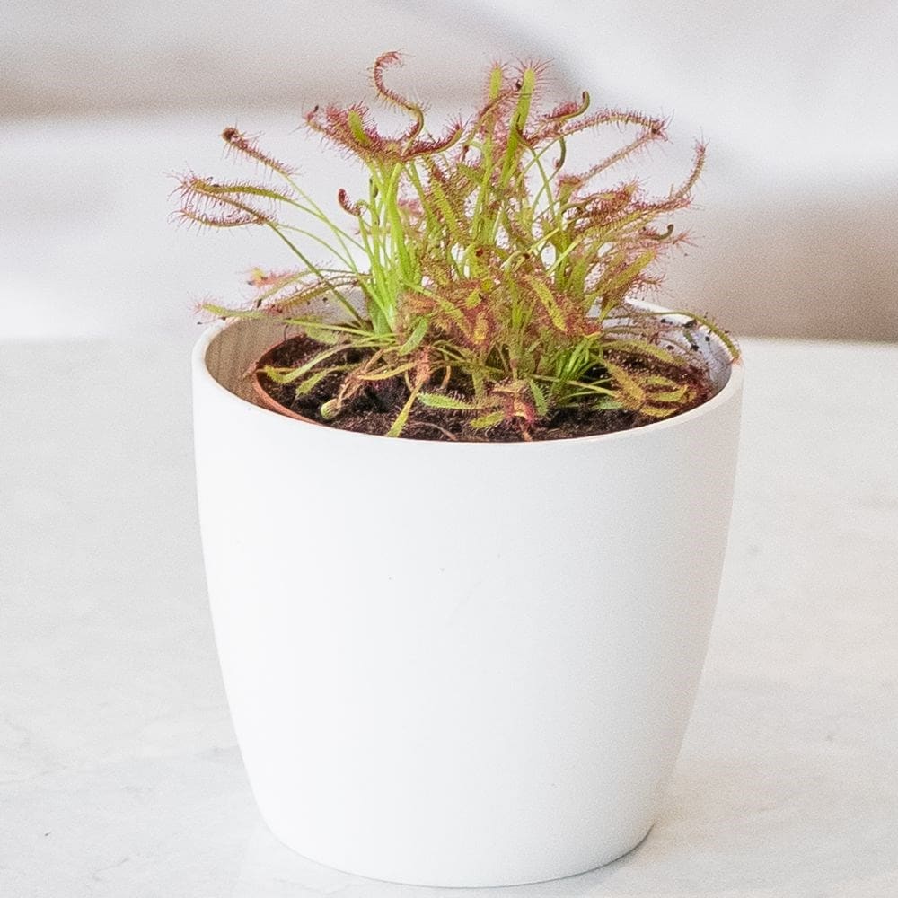 Buy cape sundew Drosera capensis £7.19 Delivery by Crocus