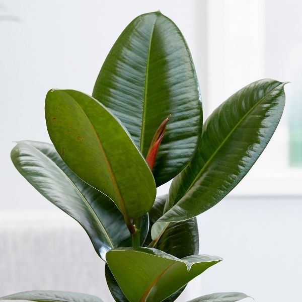 Buy rubber plant Ficus elastica 'Robusta': Delivery by Waitrose Garden