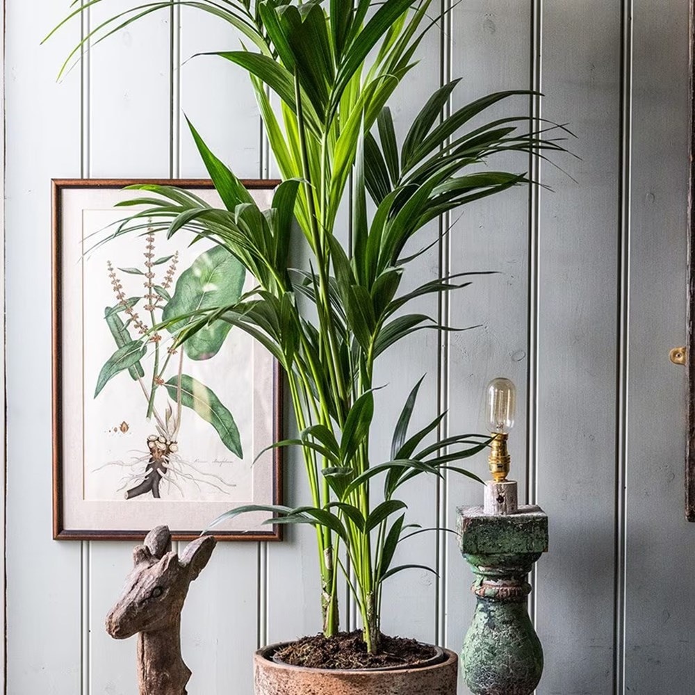 Product options image