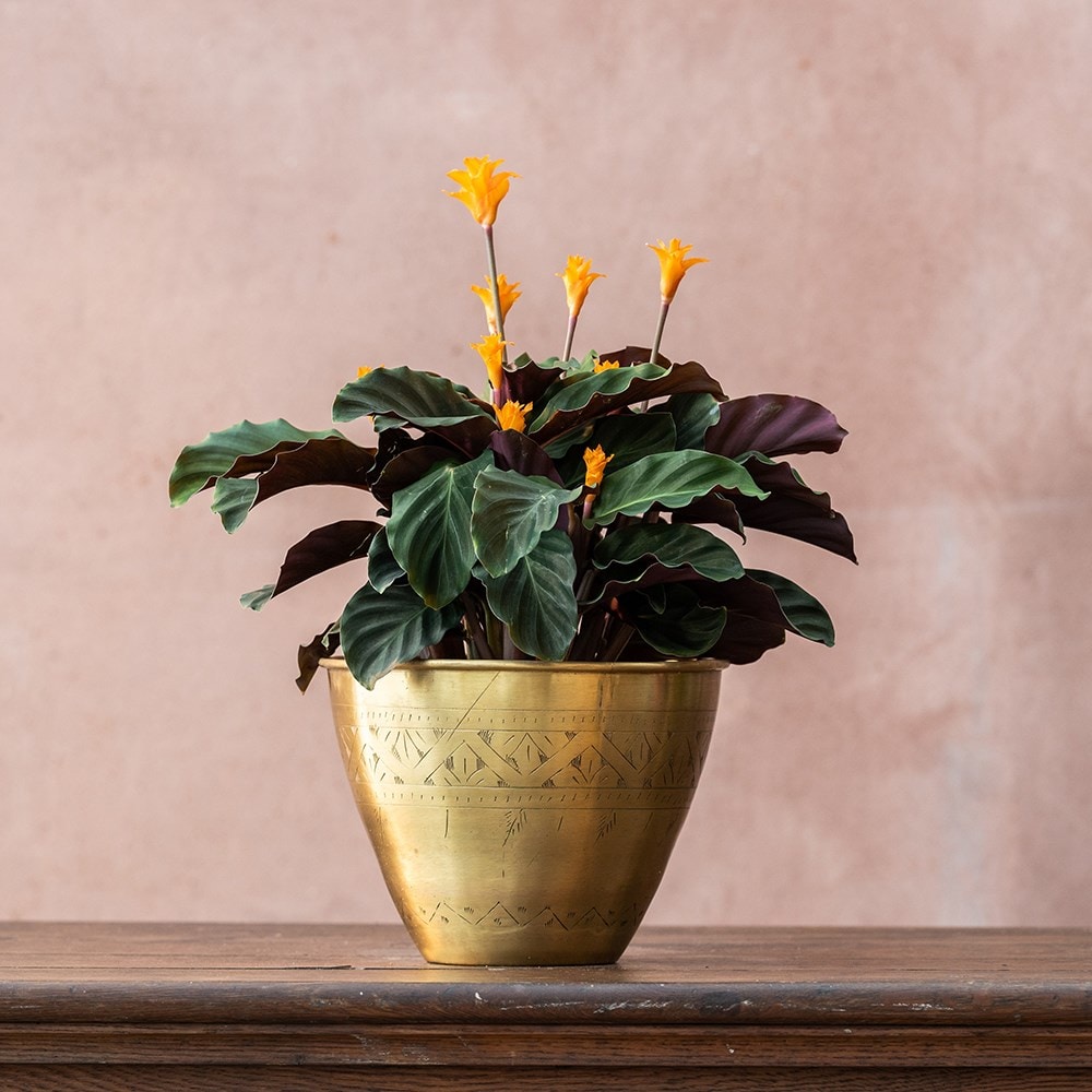 Product options image