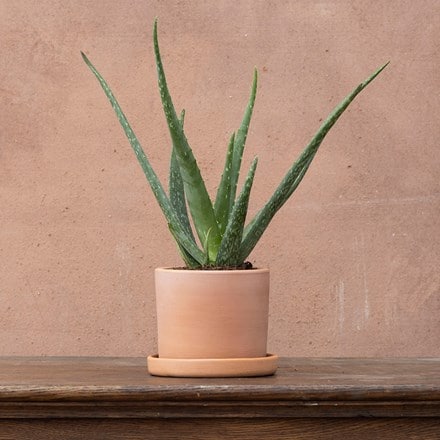 Aloe vera