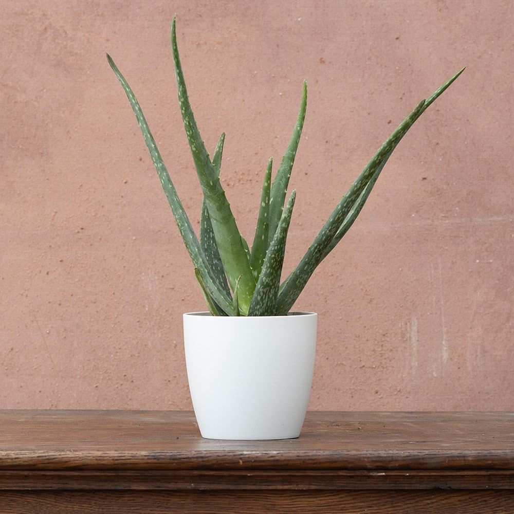 <i>Aloe vera</i>