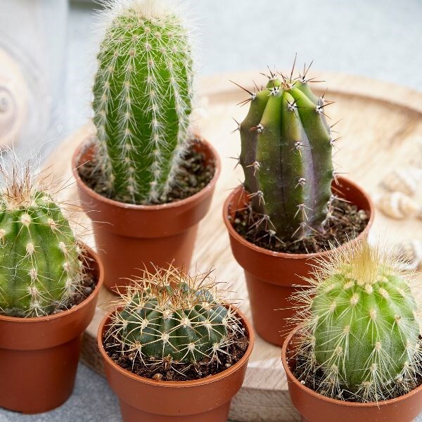 Buy cactus collection Cactus collection: Delivery by ...