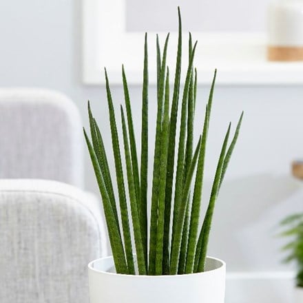 <i>Sansevieria bacularis</i> 'Mikado'