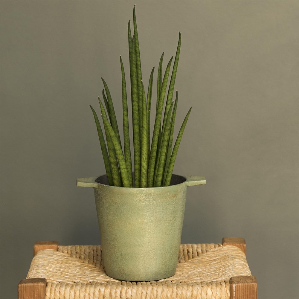 <i>Sansevieria bacularis</i> 'Mikado'