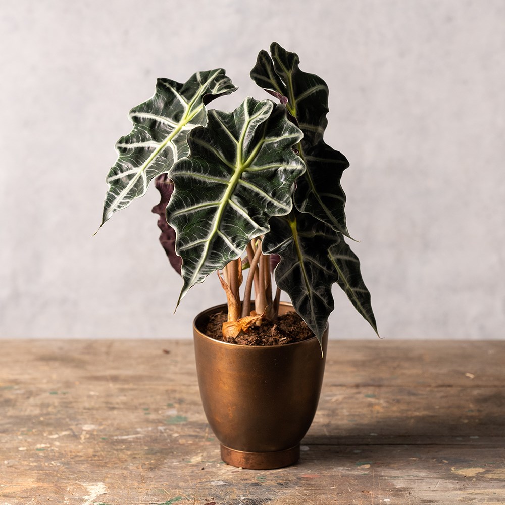 Product options image