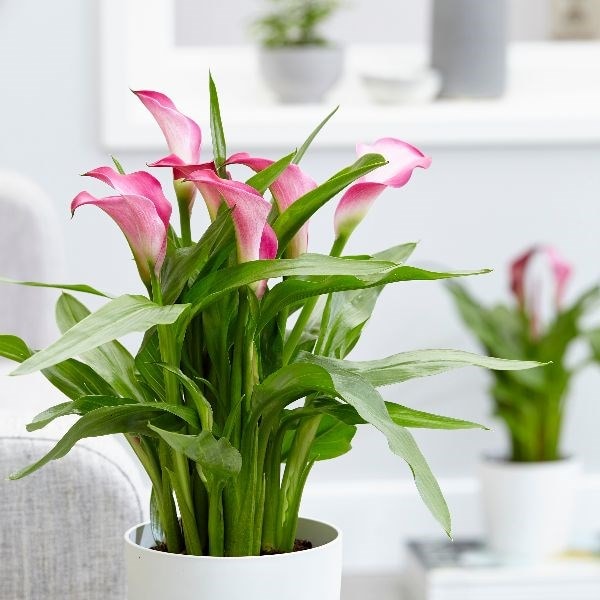 <i>Zantedeschia</i> 'Garnet Glow'