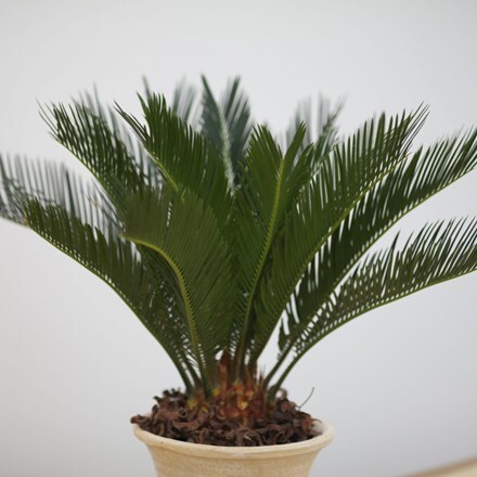 Picture of Cycas revoluta