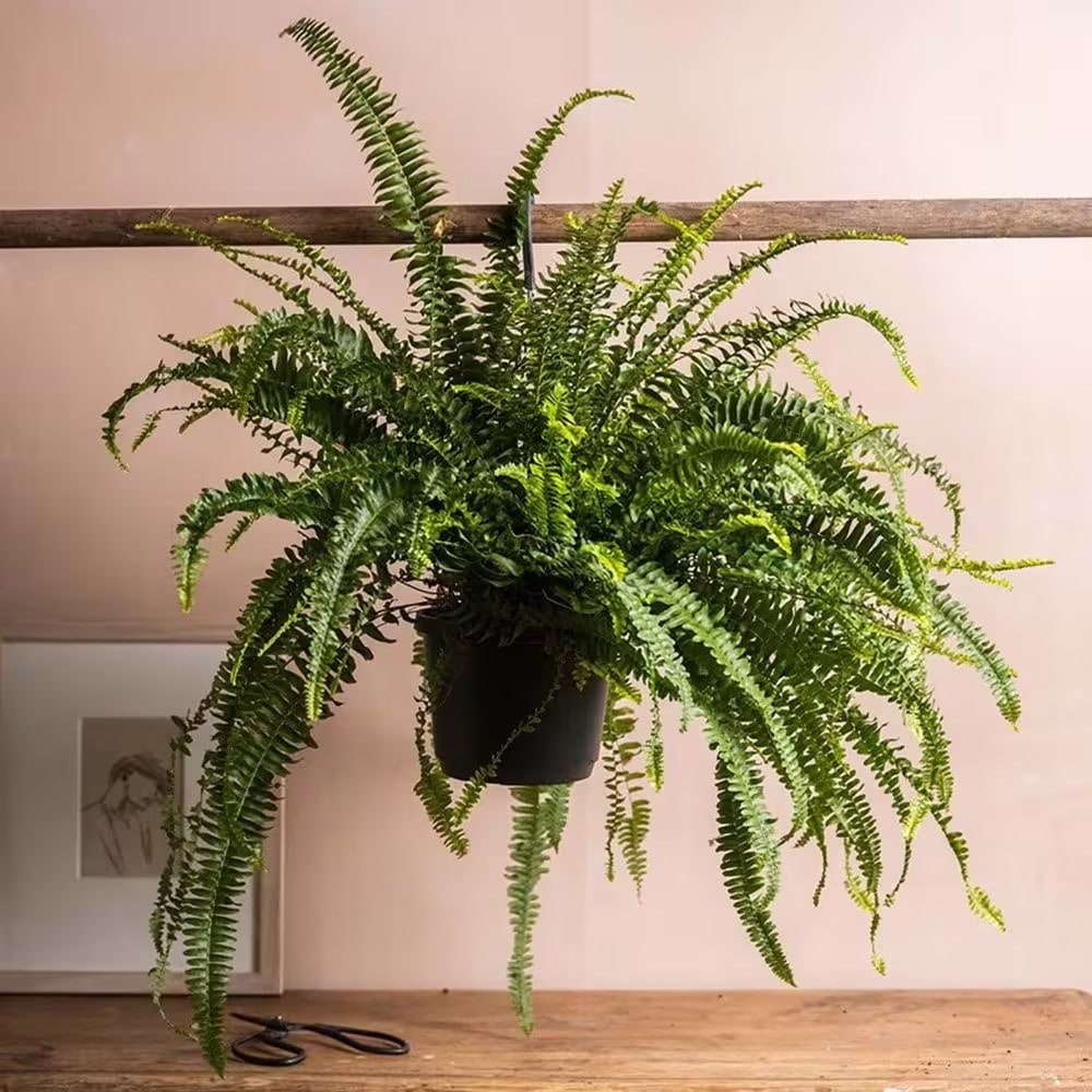 Product options image