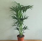 Howea forsteriana