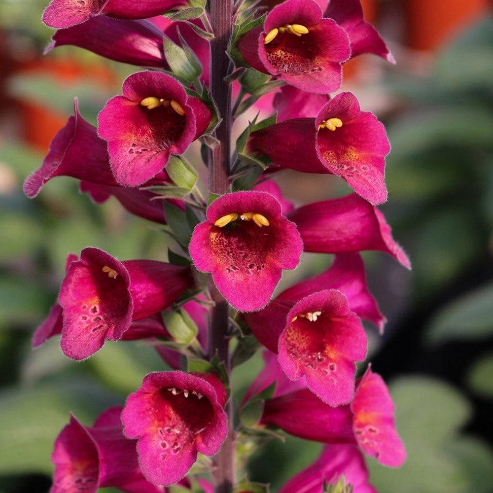 <i>Digitalis</i> × <i>valinii</i> <b class=small-caps>Foxlight Plum Gold</b> ('Takfoplgo') (PBR)