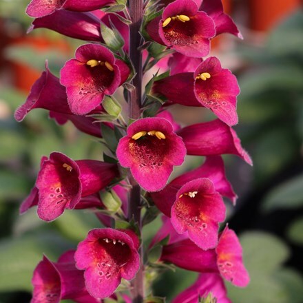 Digitalis × valinii Foxlight Plum Gold ('Takfoplgo') (PBR) (Foxlight Series)