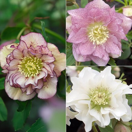 Helleborus × hybridus Double Ellen collection (3 varieties)