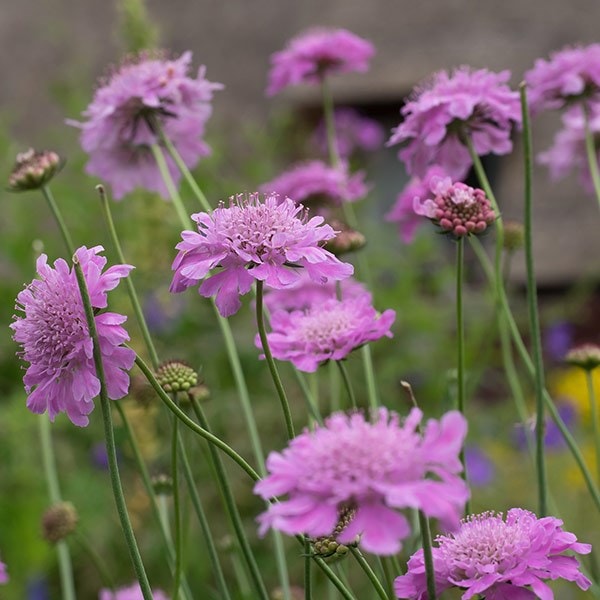 Scabiosa Kudo Pink ('Ichpin') (PBR) (Kudo Series)