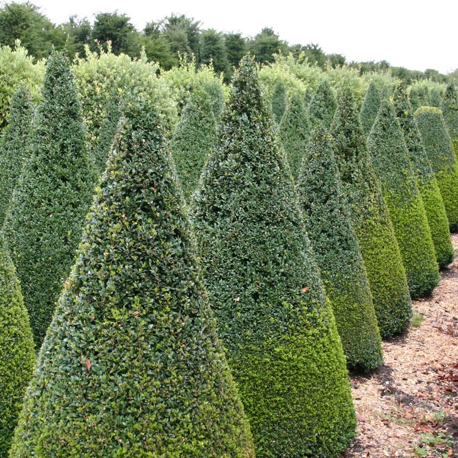 Buy common box - cone Buxus sempervirens: £49.99 Delivery by Crocus