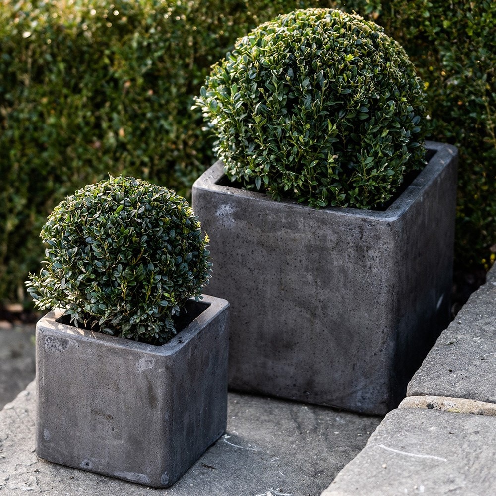 Buy common box - ball Buxus sempervirens: Delivery by Waitrose Garden