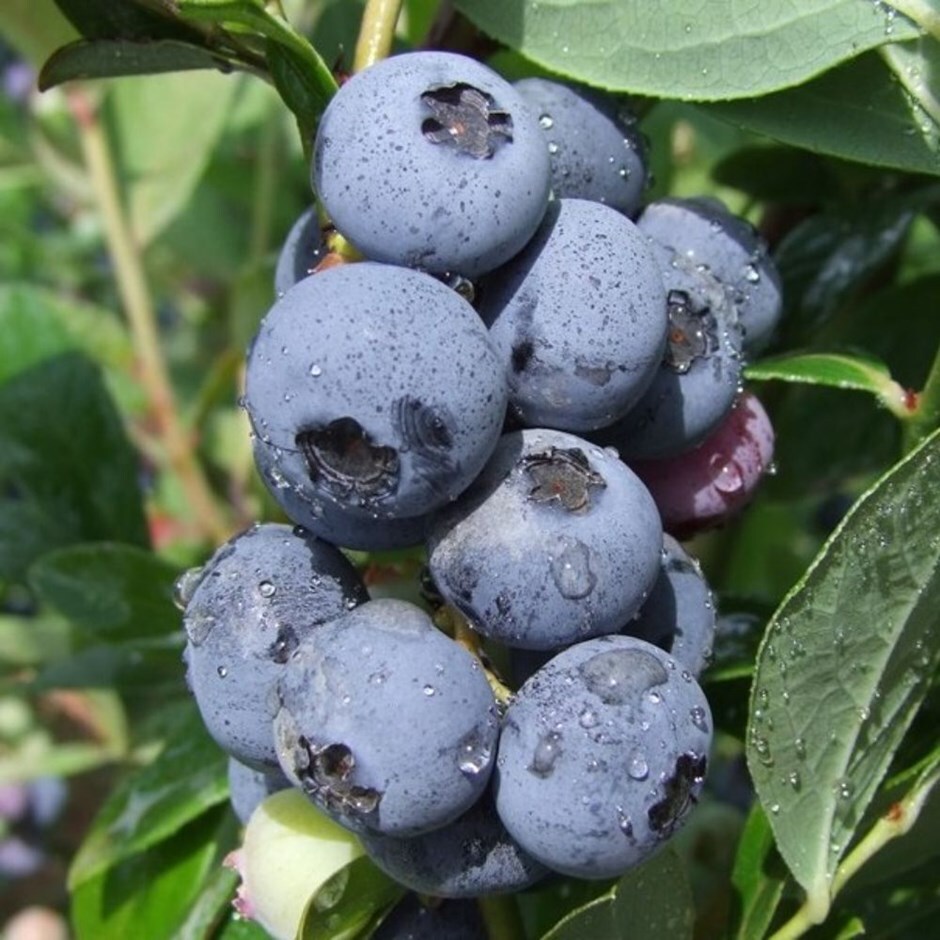 blueberry 'Blauweiss-Goldtraube'