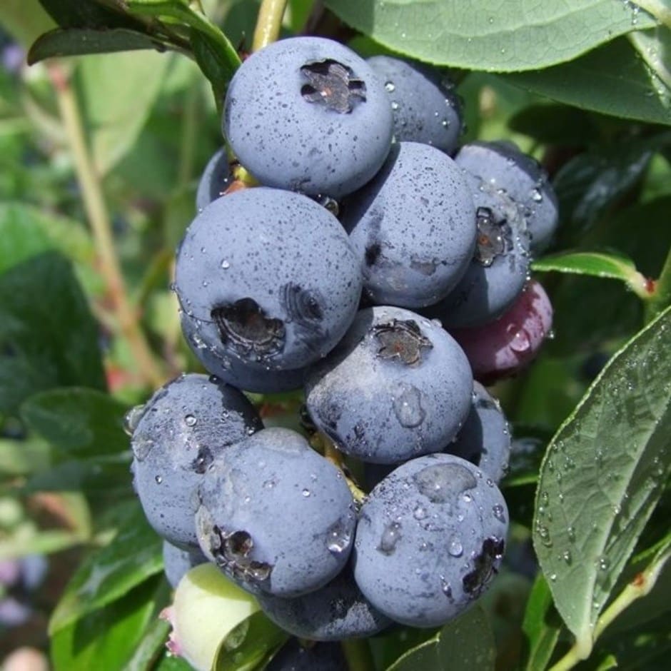blueberry - mid season fruiting (syn. Vaccinium Goldtraube)