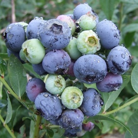blueberry Darrow
