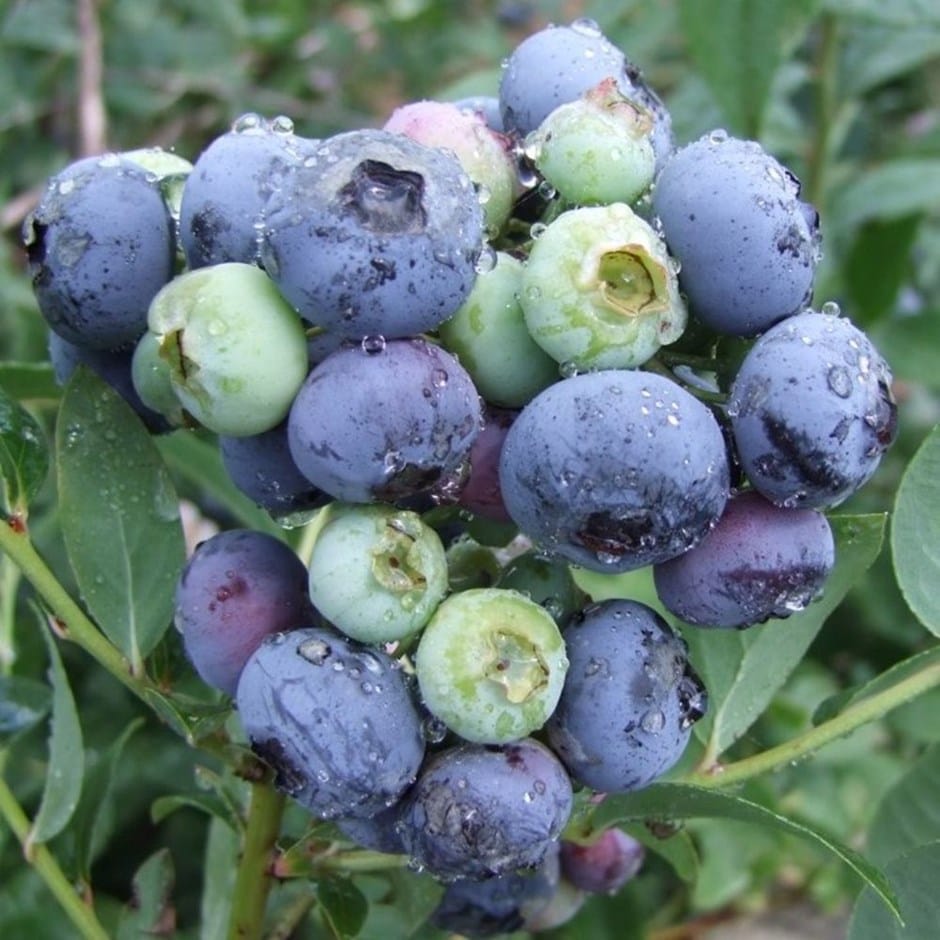 blueberry - late season fruiting or Vaccinium 'Darrow'