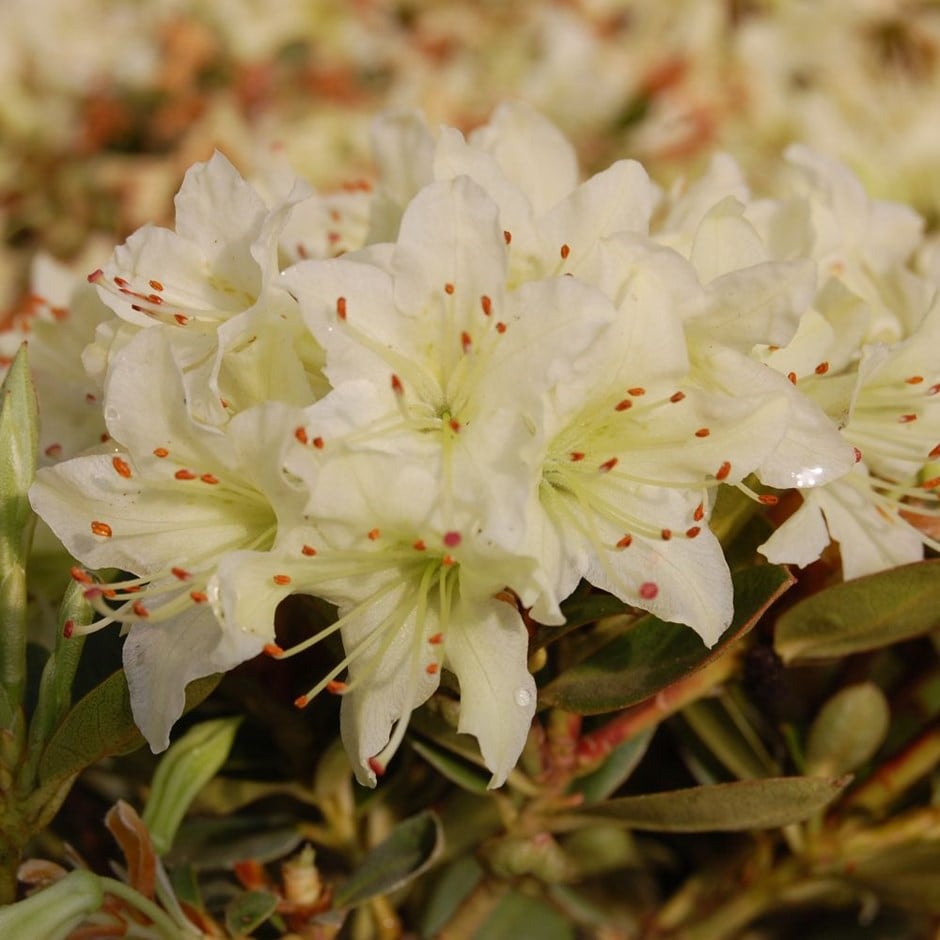 <i>Rhododendron</i> 'Shamrock'