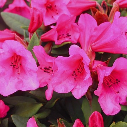 Rhododendron (Winsome Group) Winsome
