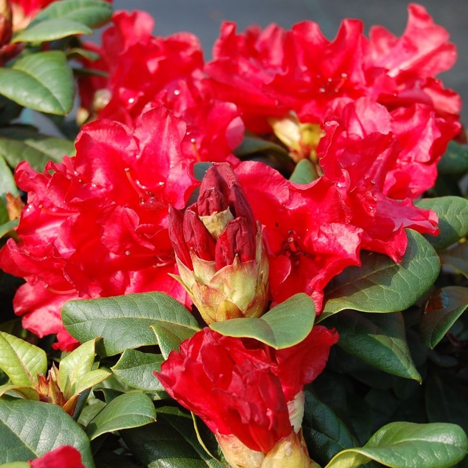 <i>Rhododendron</i> 'Scarlet Wonder'