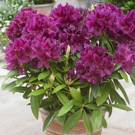 Picture of Rhododendron Polarnacht