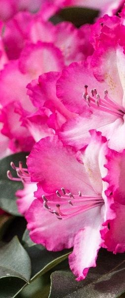 Rhododendron XXL ('Hort02') (PBR)