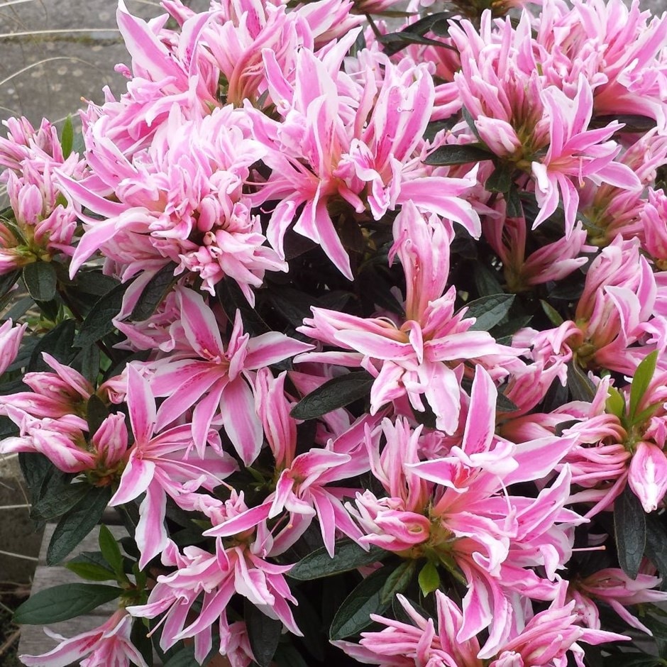 <i>Rhododendron</i> 'Pink Spider' (PBR)
