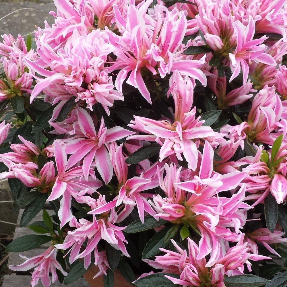 <i>Rhododendron</i> 'Pink Spider' (PBR)
