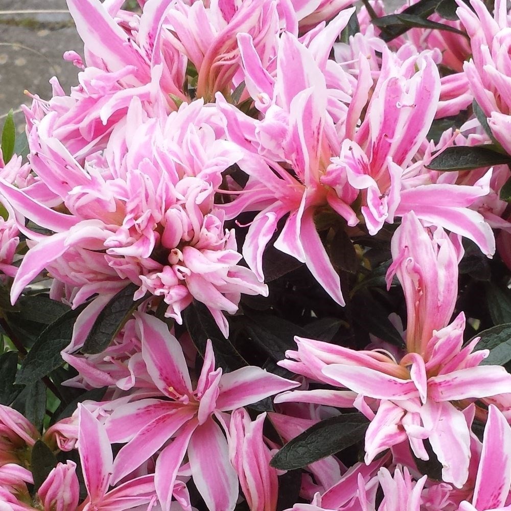 Buy evergreen azalea Rhododendron Pink Spider (PBR): £34.99 Delivery by ...