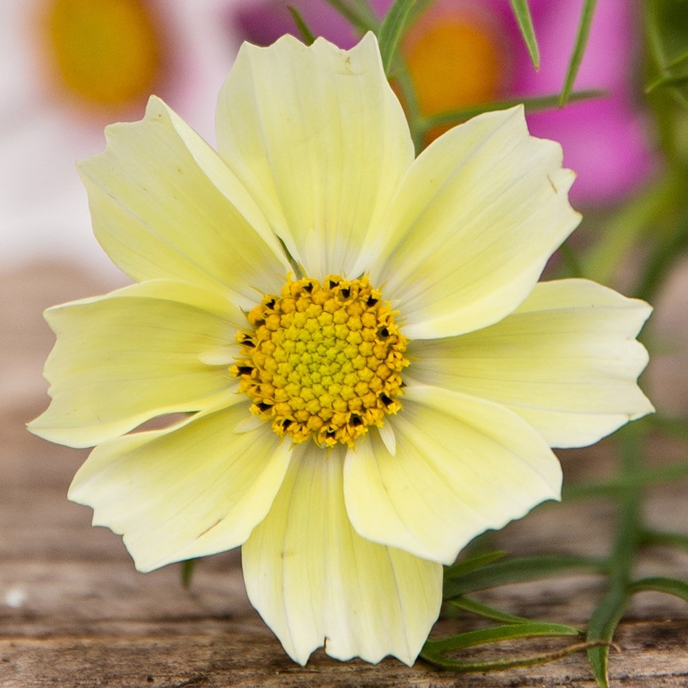 <i>Cosmos bipinnatus</i> 'Xanthos'