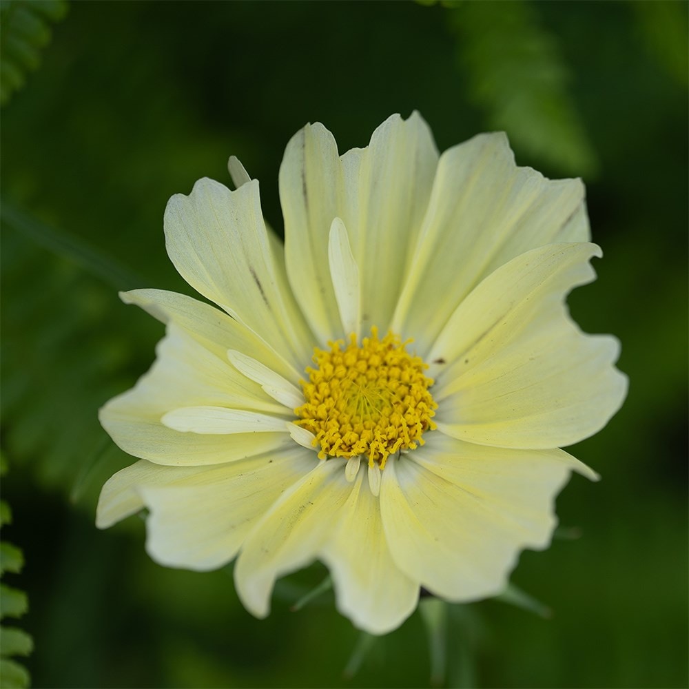 <i>Cosmos bipinnatus</i> 'Xanthos'