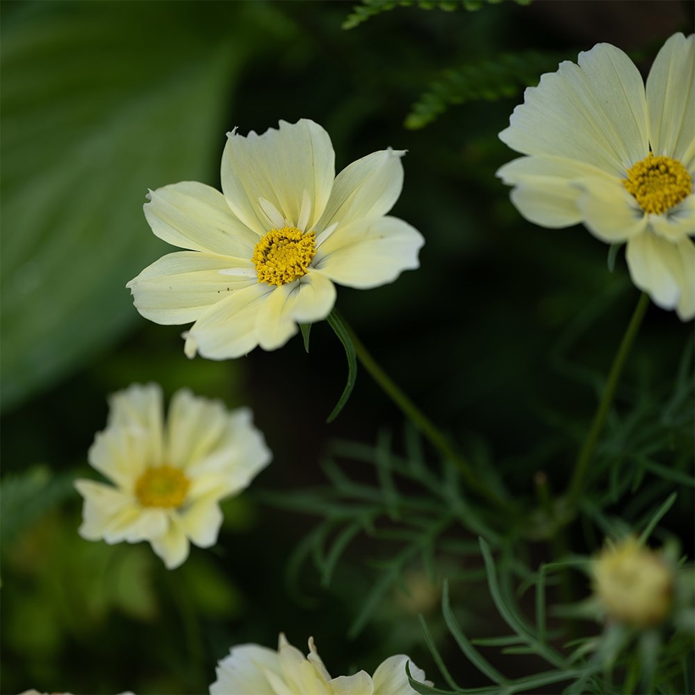 <i>Cosmos bipinnatus</i> 'Xanthos'