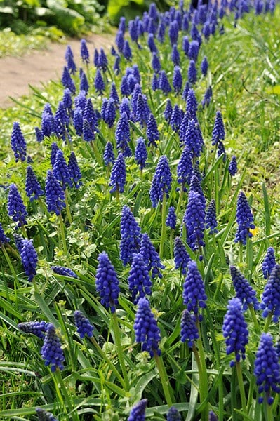 <i>Muscari armeniacum</i> 