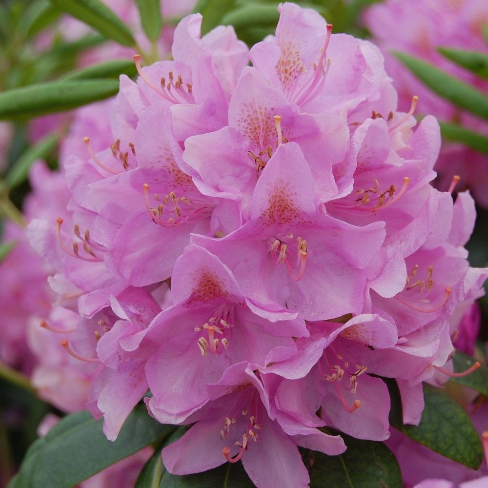 hybrid rhododendron