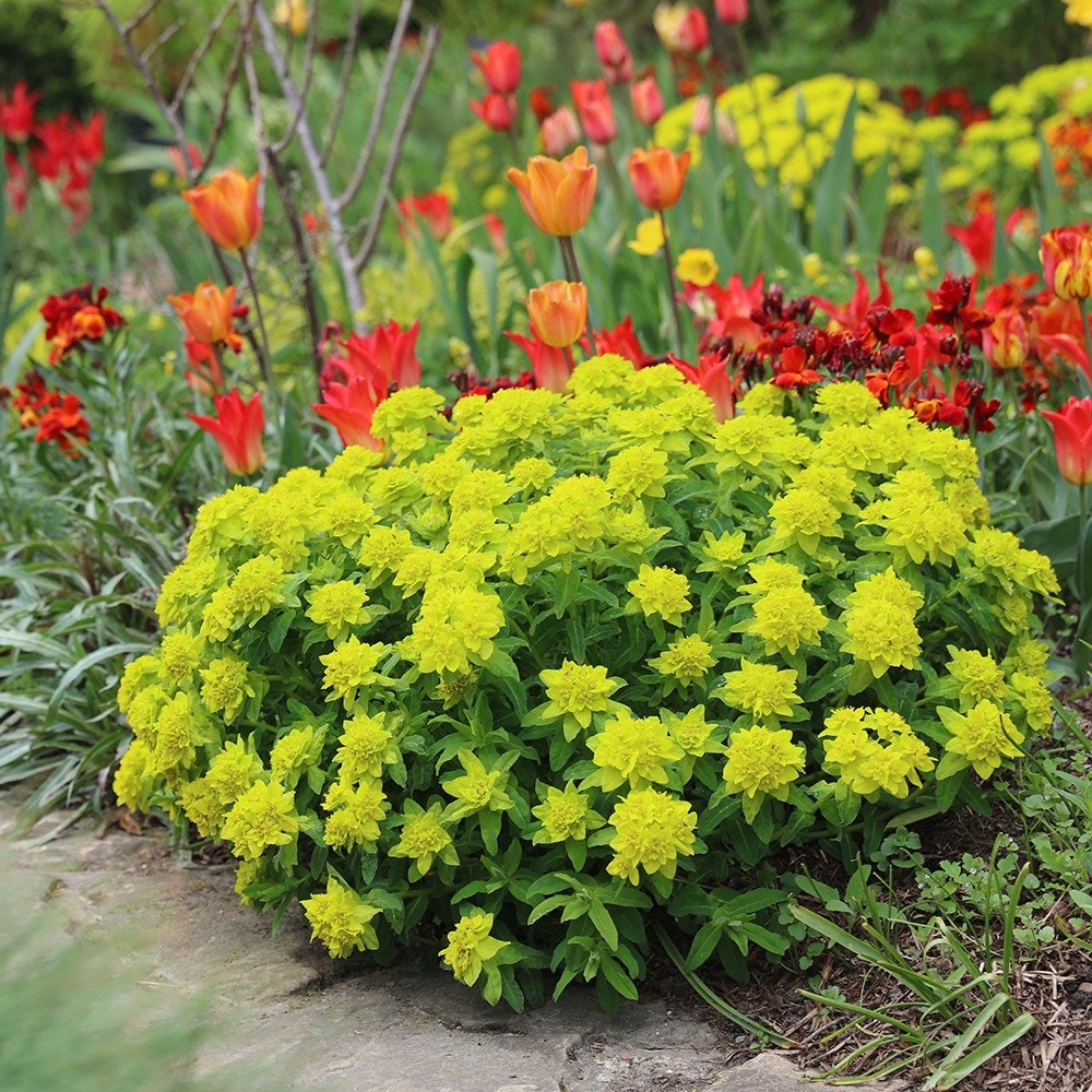 Product options image