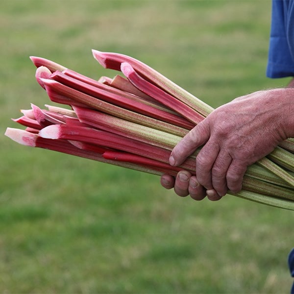 rhubarb Timperley Early