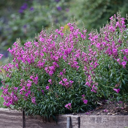 Picture of Antirrhinum Pretty in Pink ('Pmoore07') (PBR)