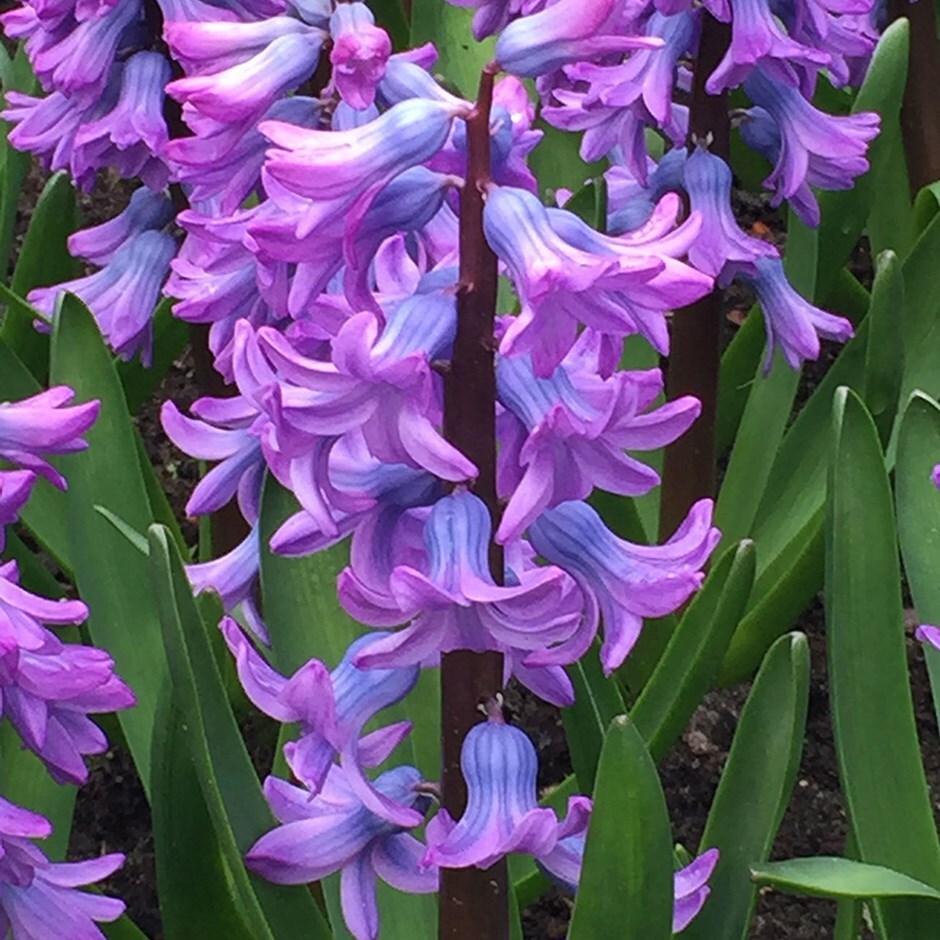 Buy garden hyacinth bulbs Hyacinthus orientalis Purple 