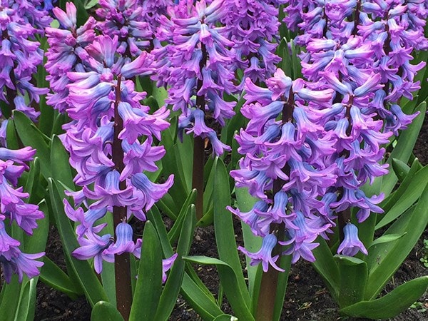 <i>Hyacinthus orientalis</i> 'Purple Star'