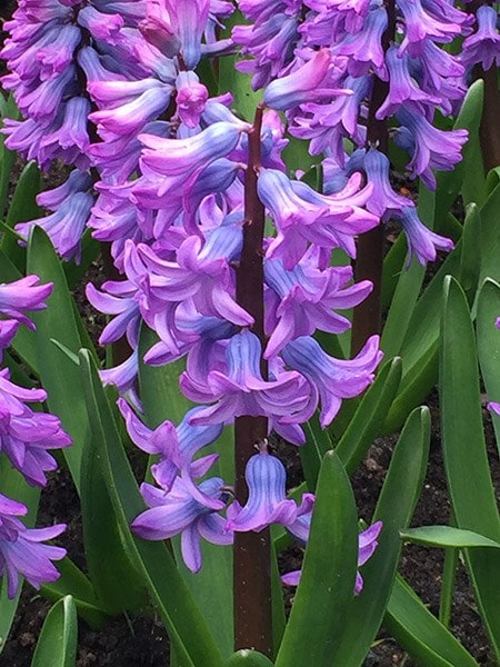 Hyacinthus orientalis Purple Star