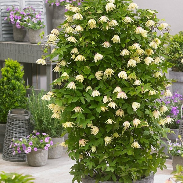 Product options image