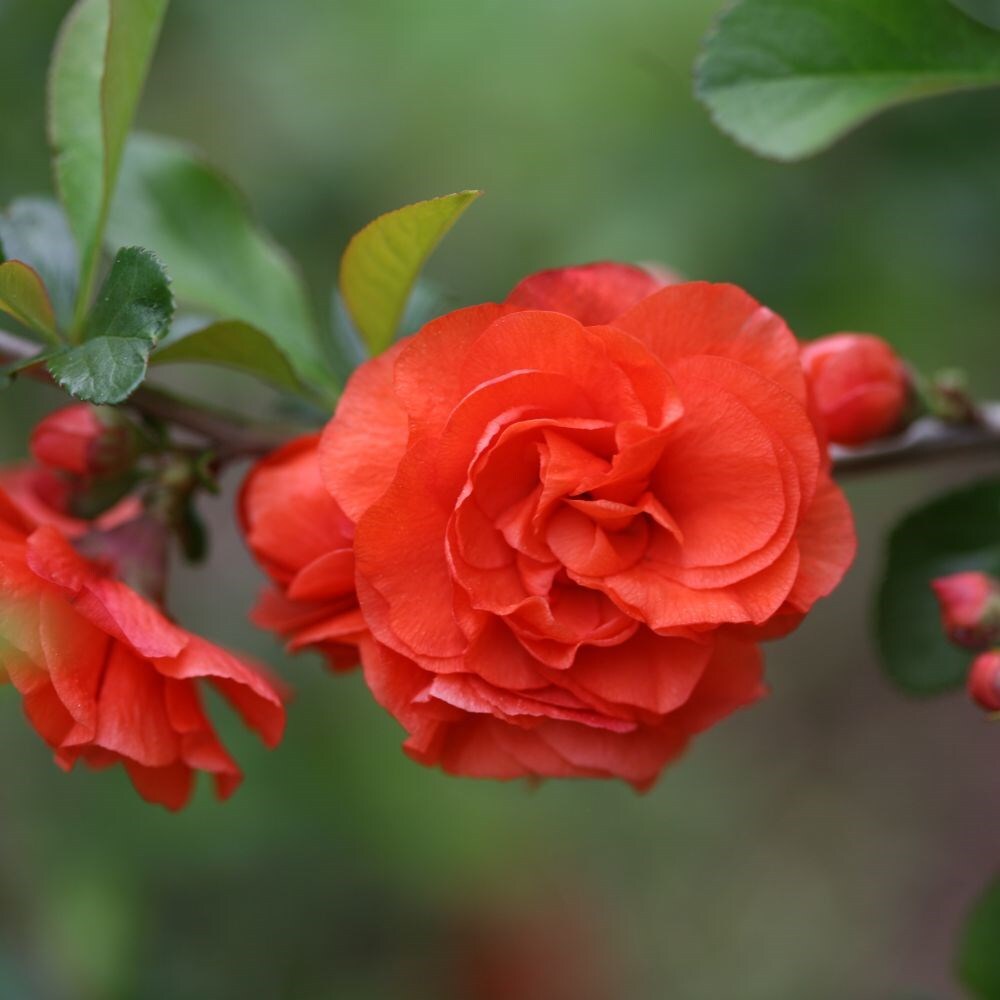 Buy flowering quince Chaenomeles speciosa Orange Storm (PBR) £29.99