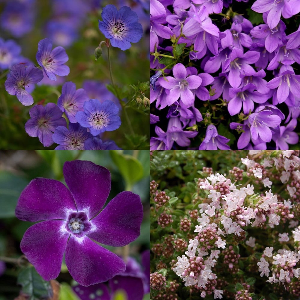 Weed-smothering mini-border collection