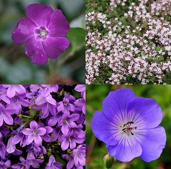 Weed-smothering mini-border collection