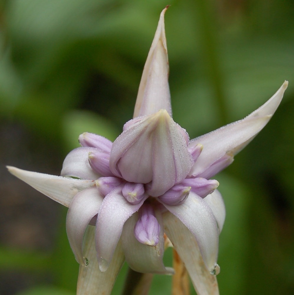 <i>Hosta</i> 'Empress Wu' (PBR)